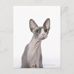 Sphynx Cat with surprised expression Postcard
