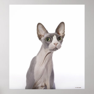 Sphynx Cat with surprised expression Poster