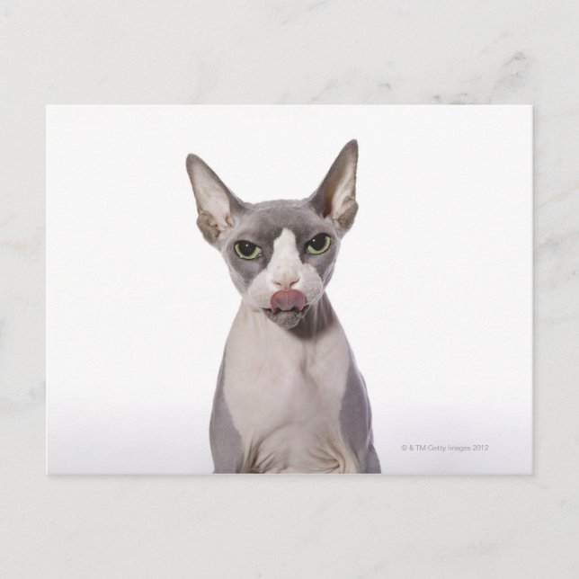Sphynx Cat with tongue out Postcard (Front)