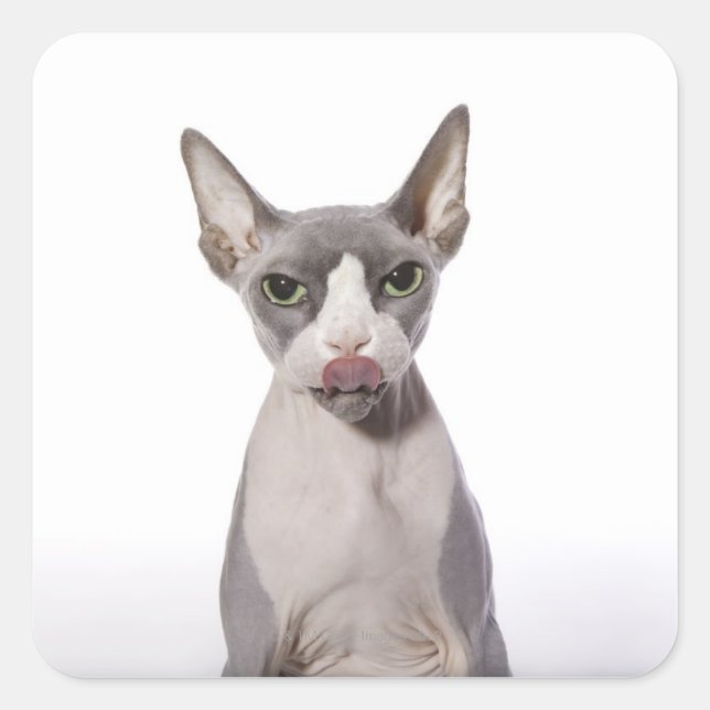Sphynx Cat with tongue out Square Sticker (Front)
