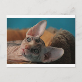 Sphynx Postcard