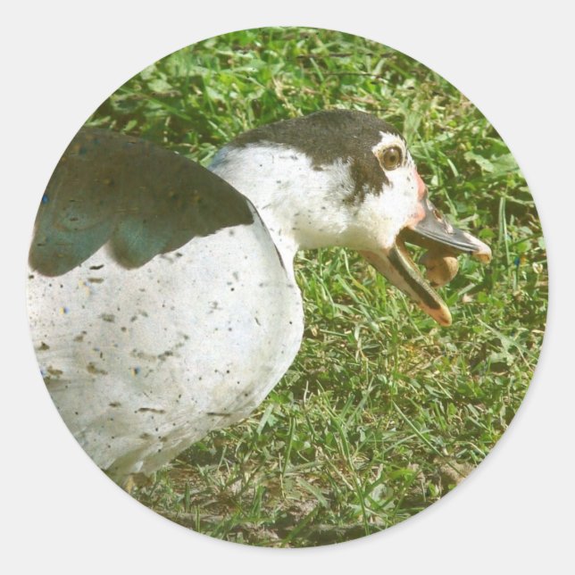 Spice Eats an Acorn Classic Round Sticker (Front)