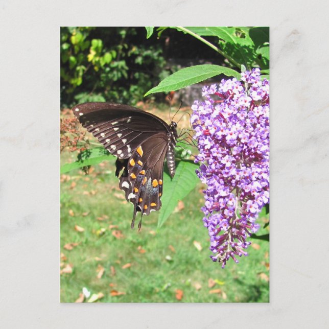 Spicebush butterfly ~ postcard (Front)