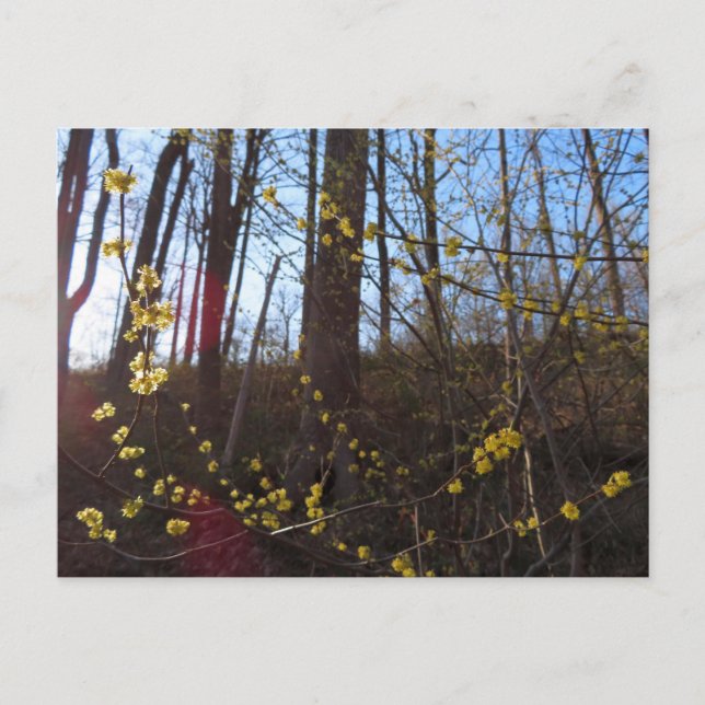 Spicebush Flowers in Spring Postcard (Front)