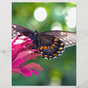 Spicebush Swallowtail