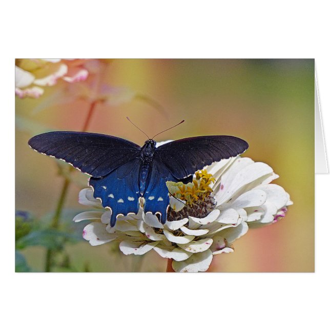 Spicebush Swallowtail (Front Horizontal)