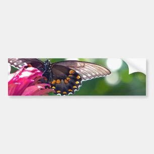 Spicebush Swallowtail Bumper Sticker
