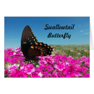 Spicebush Swallowtail Butterfly
