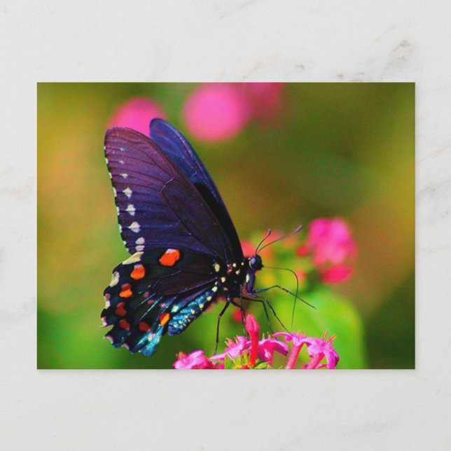 Spicebush Swallowtail Butterfly Postcard (Front)