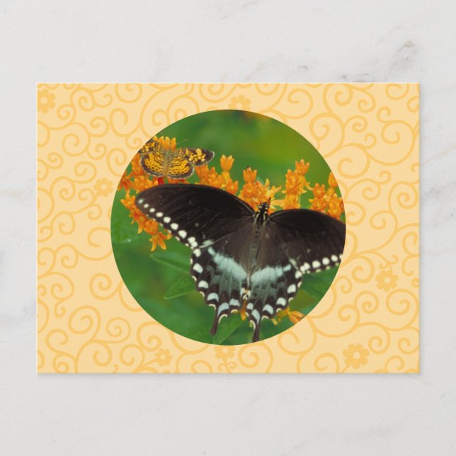 Spicebush Swallowtail Butterfly Postcard (Front)