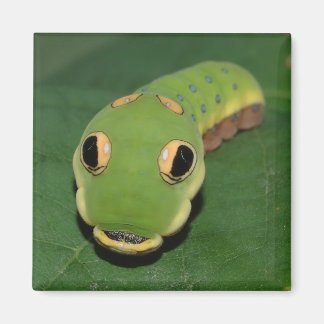 Spicebush Swallowtail caterpillar Magnet