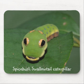 Spicebush Swallowtail caterpillar Mouse Pad
