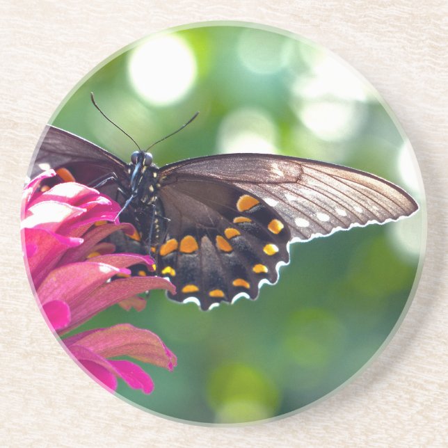 Spicebush Swallowtail Coaster (Front)