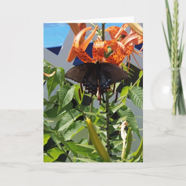 Spicebush Swallowtail/Everyday Miracles Card (Front)