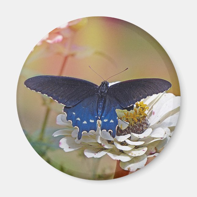 Spicebush Swallowtail Magnet (Front)