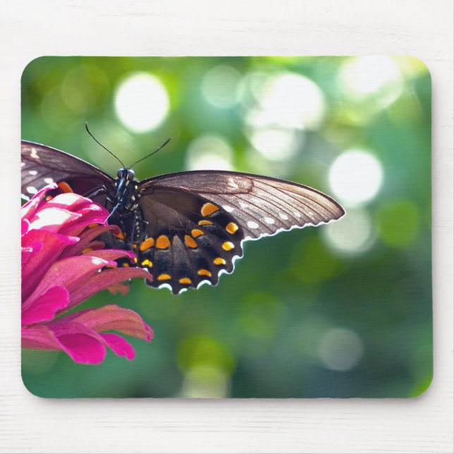 Spicebush Swallowtail Mouse Pad (Front)