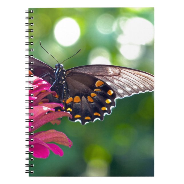 Spicebush Swallowtail Notebook (Front)