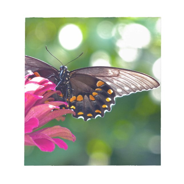 Spicebush Swallowtail Notepad (Front)