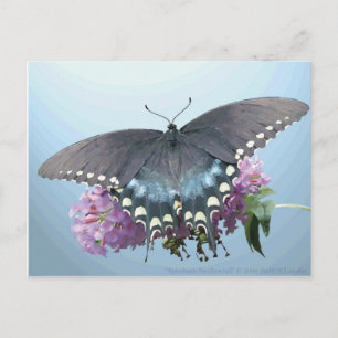 Spicebush Swallowtail Photo Postcard