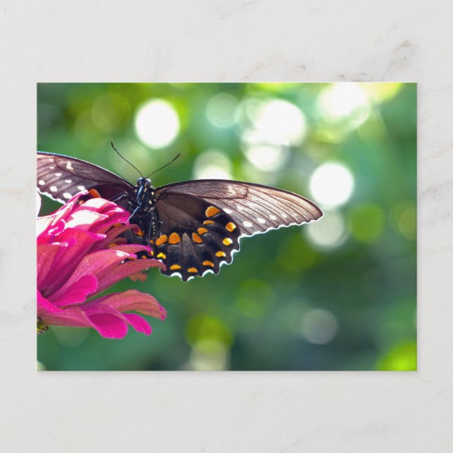 Spicebush Swallowtail Postcard (Front)