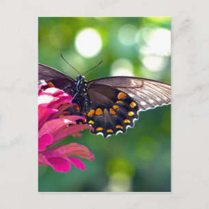 Spicebush Swallowtail Postcard