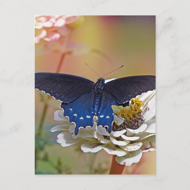 Spicebush Swallowtail Postcard (Front)