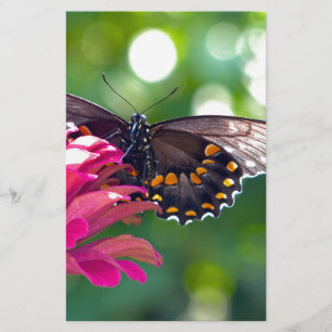 Spicebush Swallowtail Stationery