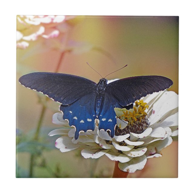 Spicebush Swallowtail Tile (Front)