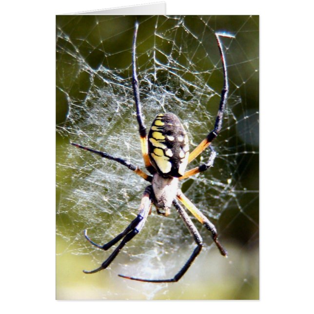 Spider (Front)