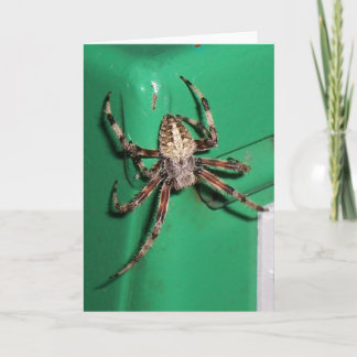 Spider 7704 - Vertical Card