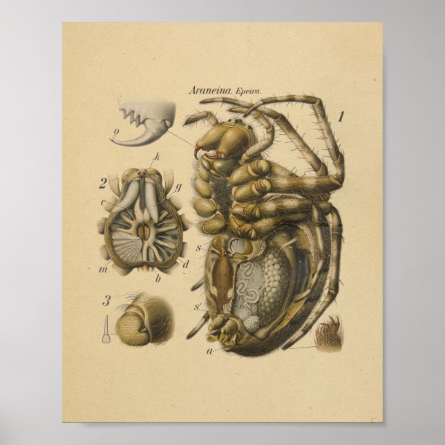 Spider Anatomy Print Paul Pfurtscheller (Front)