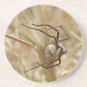 Spider and Egg Sac Coasters