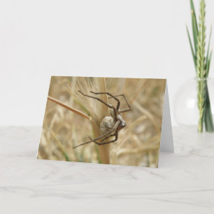 Spider and Egg Sac Greeting Card