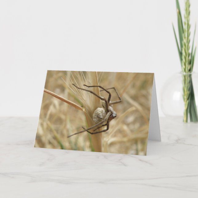 Spider and Egg Sac Greeting Card (Front)