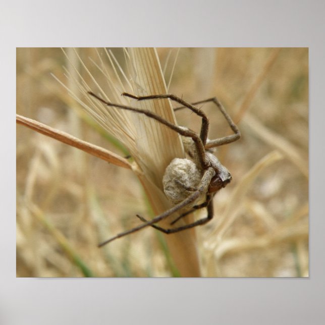 Spider and Egg Sac Print (Front)
