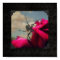 Spider and Red Rose Halloween Poster