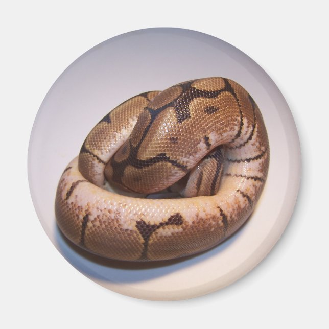 Spider Ball Python Magnet (Front)