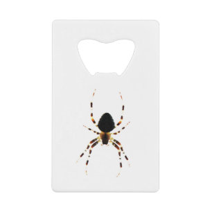 Spider bocn