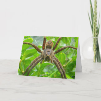 Spider Card