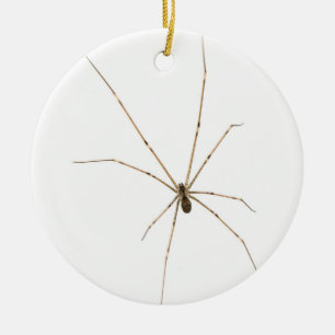 Spider Ceramic Ornament