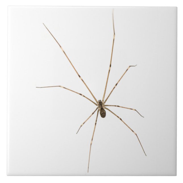 Spider Ceramic Tile (Front)