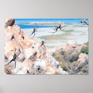 Spider City - Hangin Around Poster