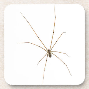 Spider Coaster