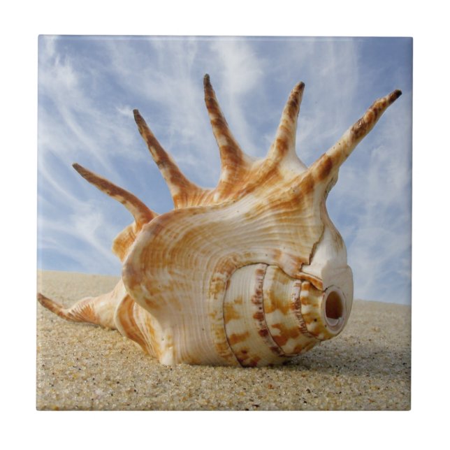 Spider Conch Seashell on a Sandy Beach Tile (Front)