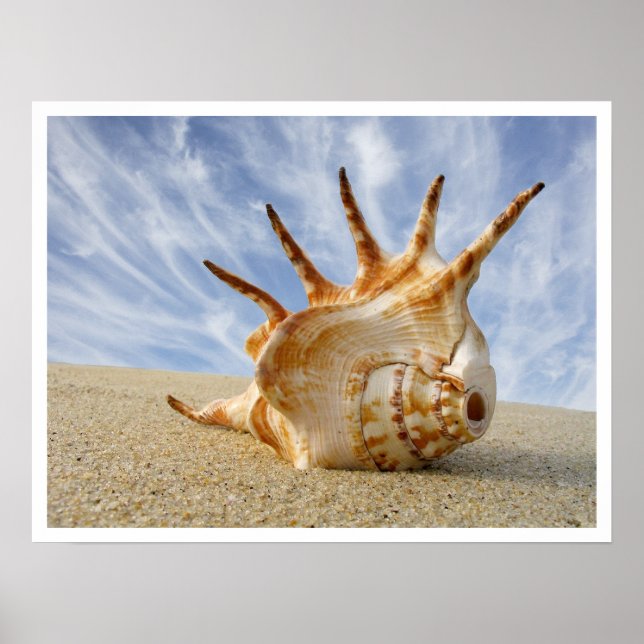 Spider Conch Seashell on Beach Sand Poster (Front)