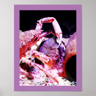 Spider crab poster