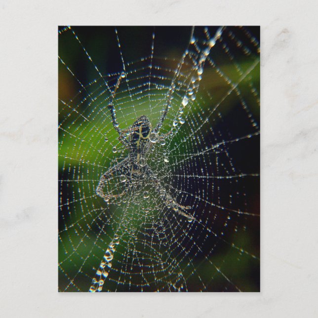 Spider Early Morning Dew Postcard (Front)