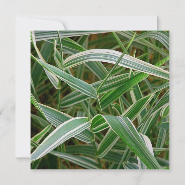 Spider grass pretty green and white striped plant invitation (Front)