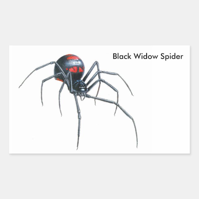 Spider image for Rectangle-Stickers-Glossy Rectangular Sticker (Front)