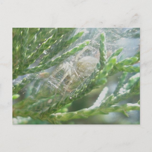 Spider in Retreat Postcard (Front)